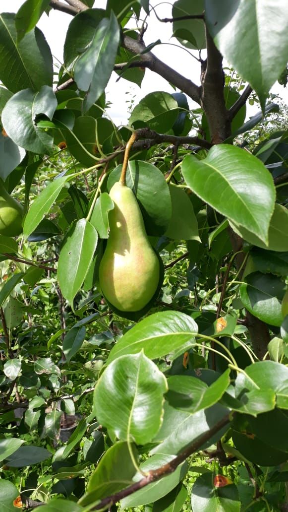 саженцы плодовых деревьев груша