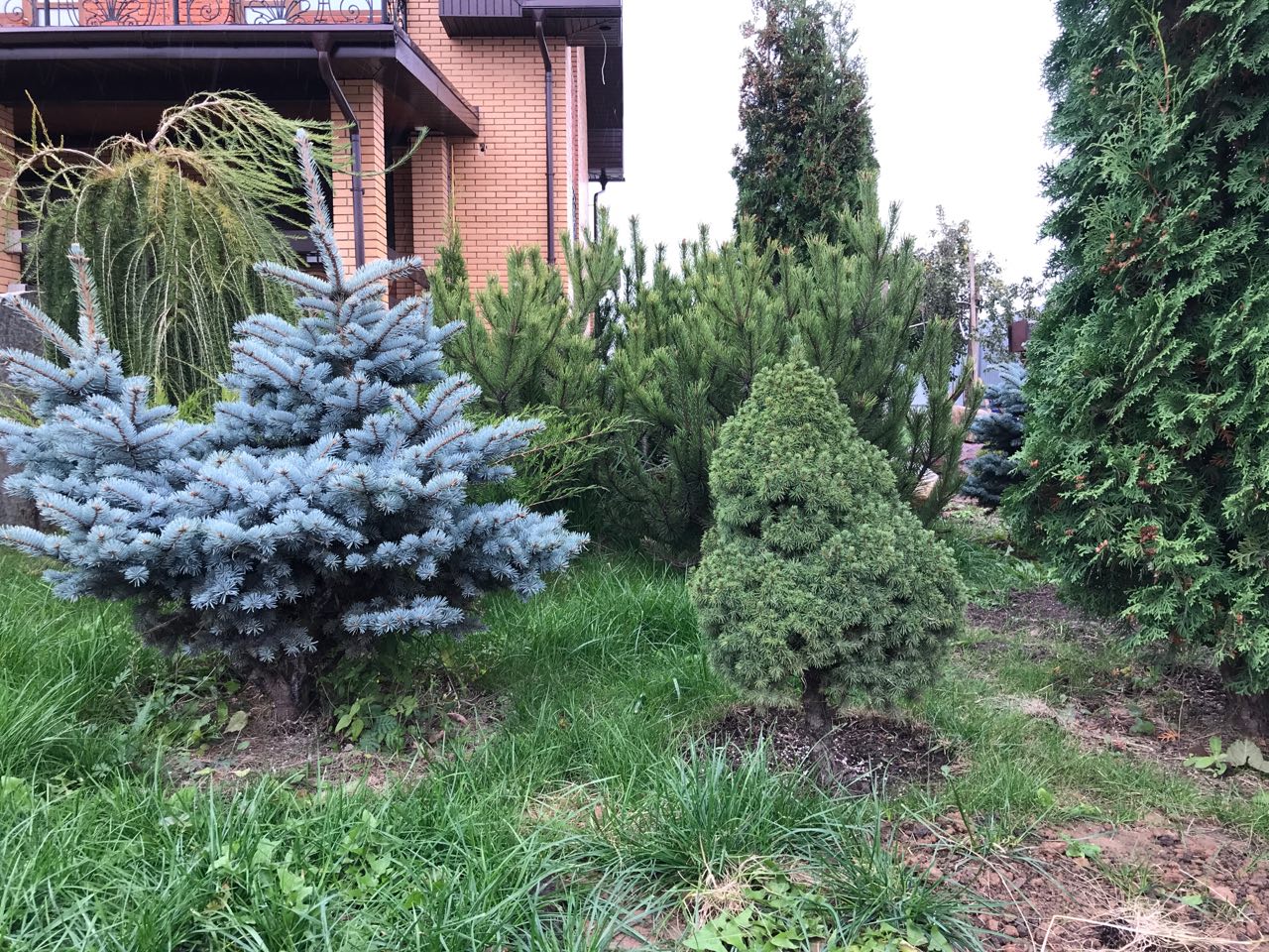 саженцы хвойниые растения