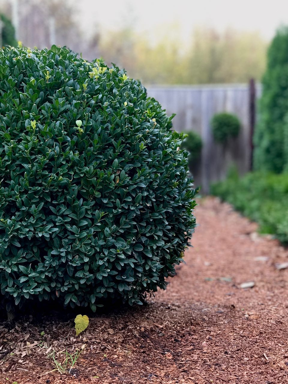 питомника садовых растений кольцово