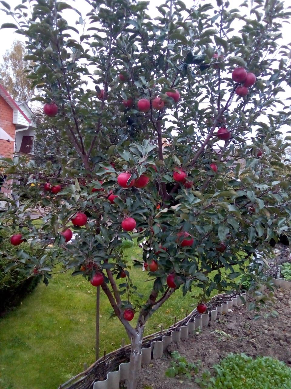 Саженцы яблони Бронницы отзыв Питомник Кольцово