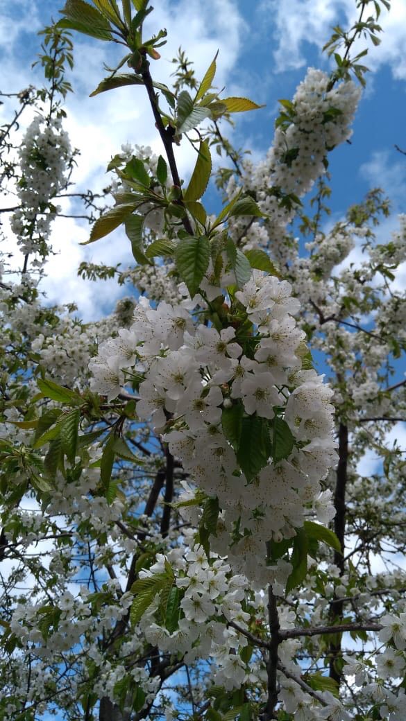 питомника садовых растений кольцово