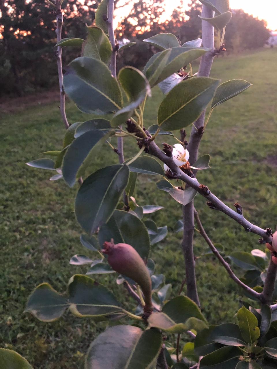 Саженцы садовых деревьев отзыв адил