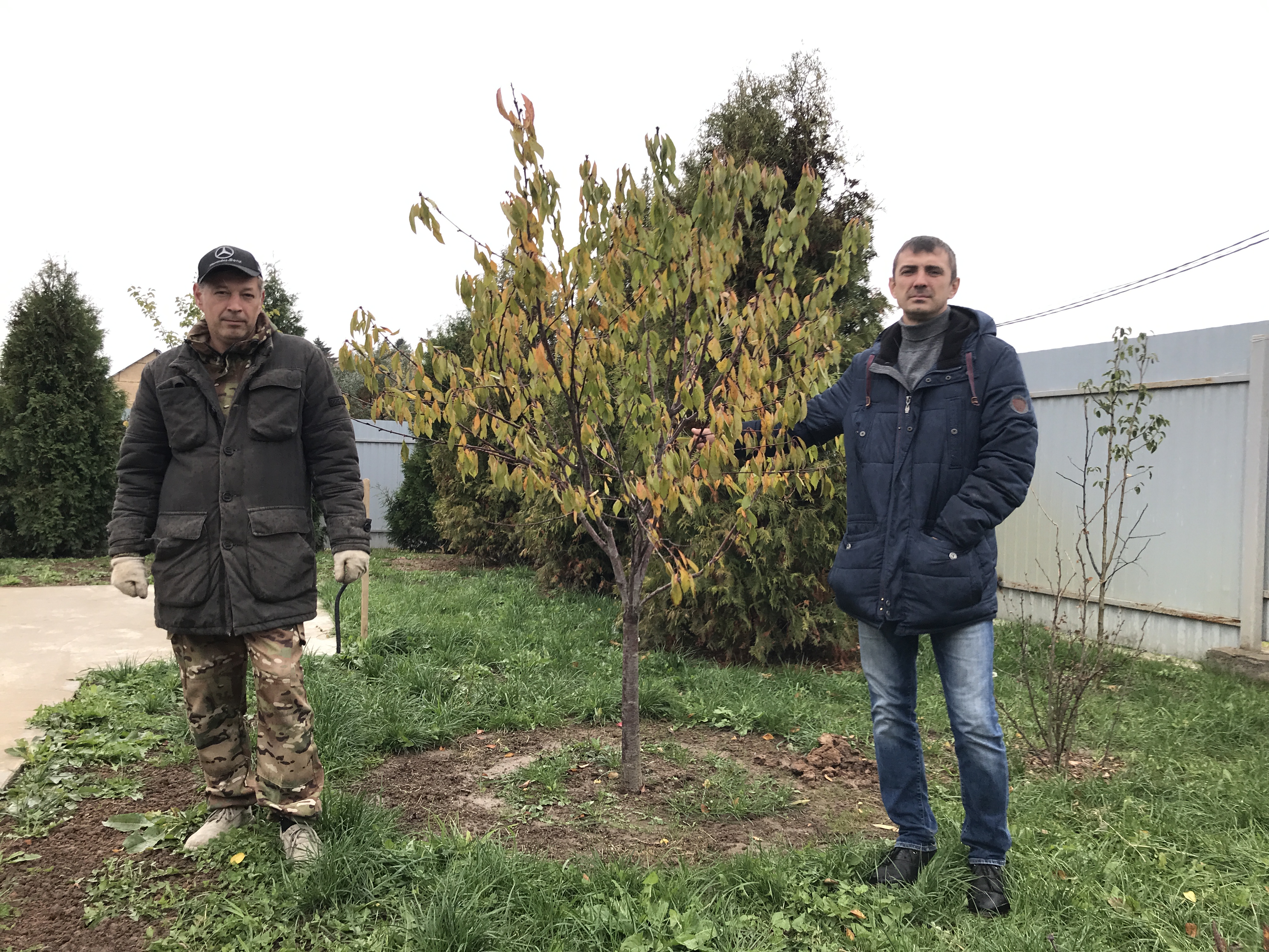 Саженцы садовых деревьев старниково отзыв