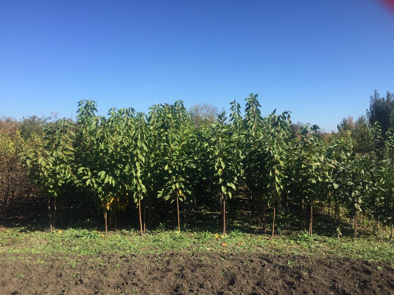 плодовые деревья домодедово