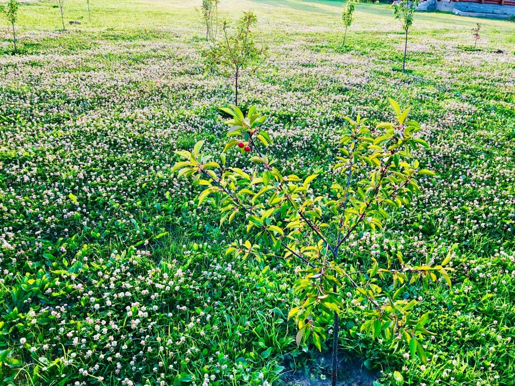 питомника садовых растений кольцово