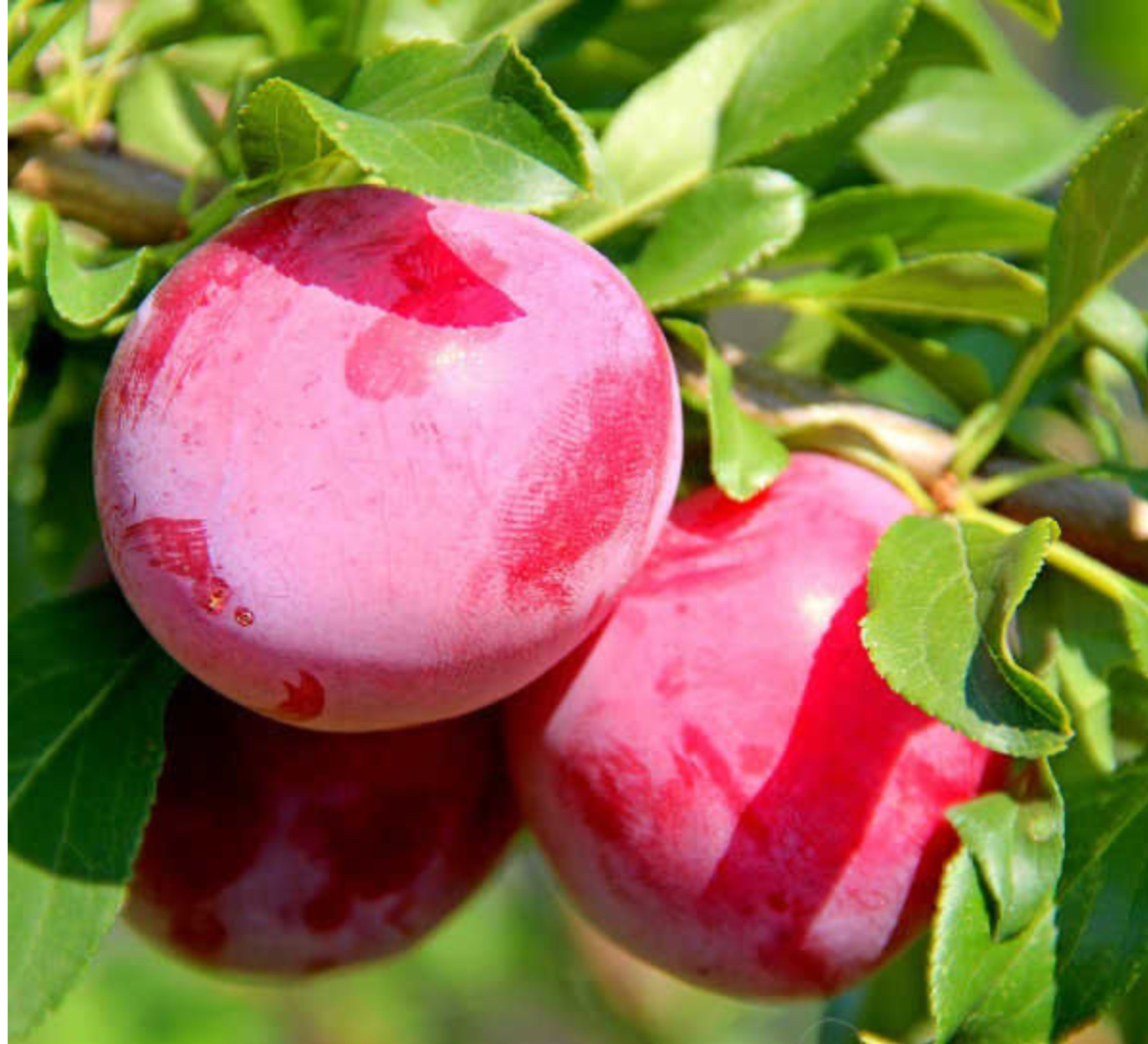 саженцы плодовых деревьев алыча