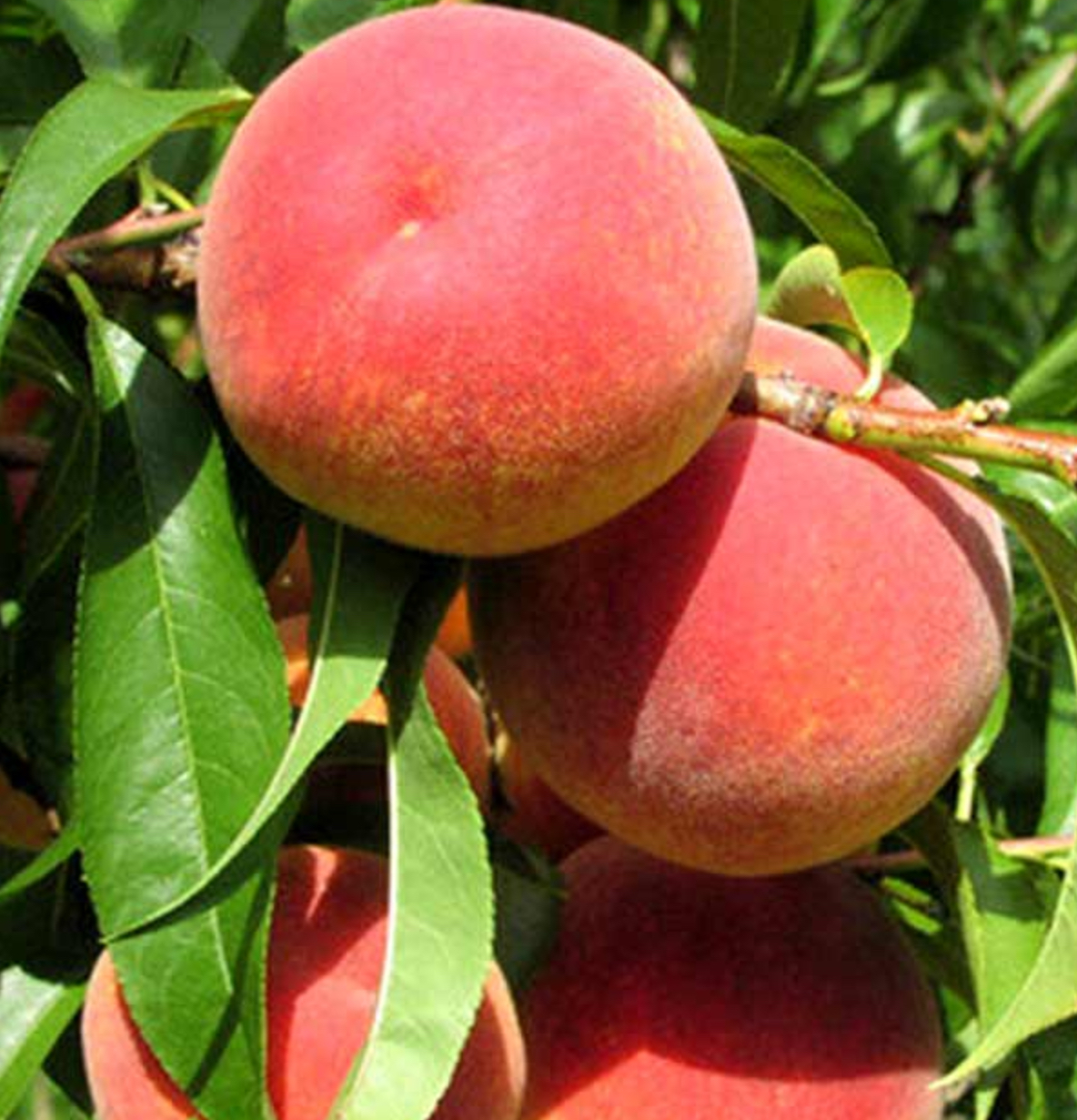 саженцы плодовых деревьев персик