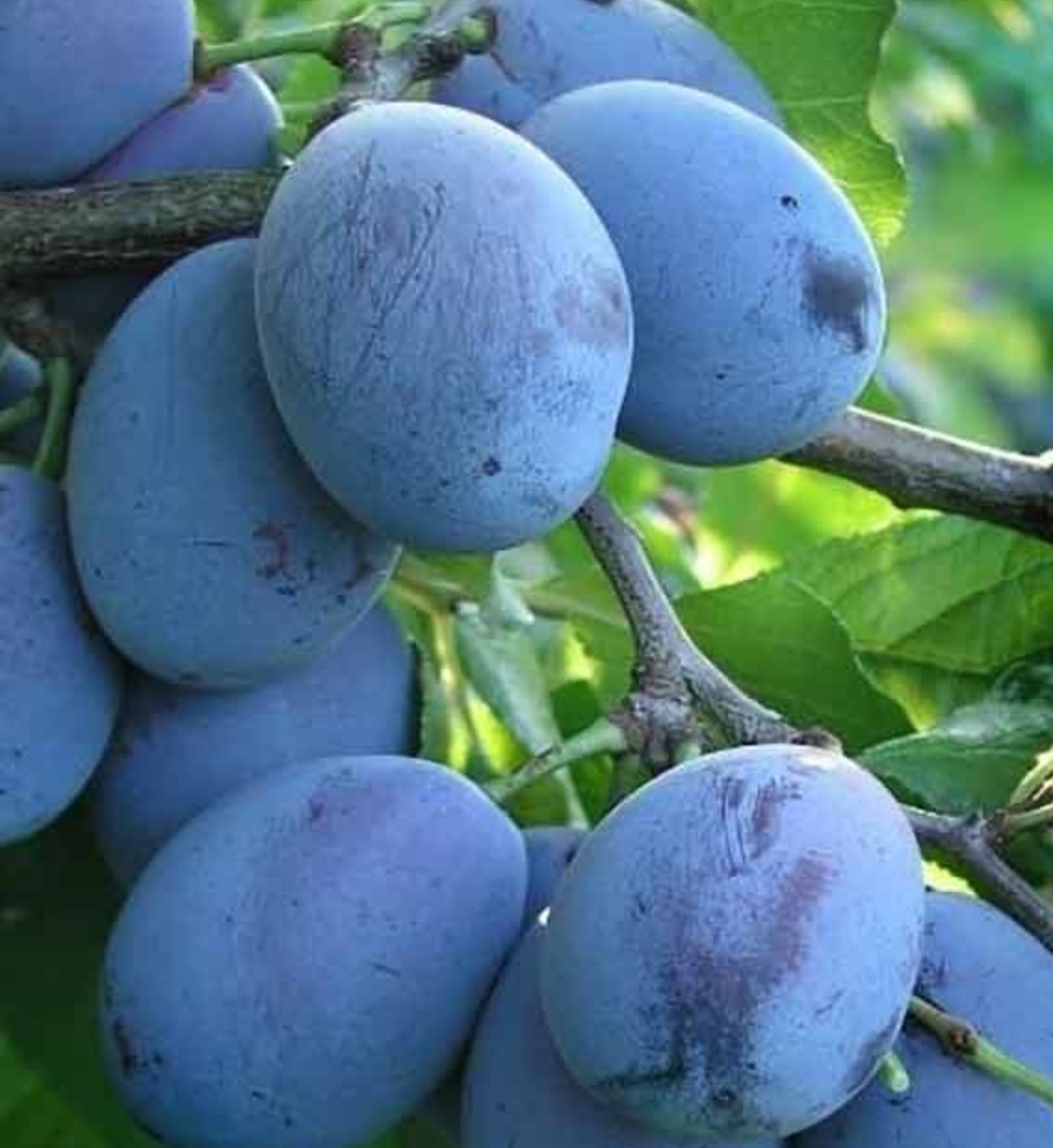 саженцы плодовых деревьев слива