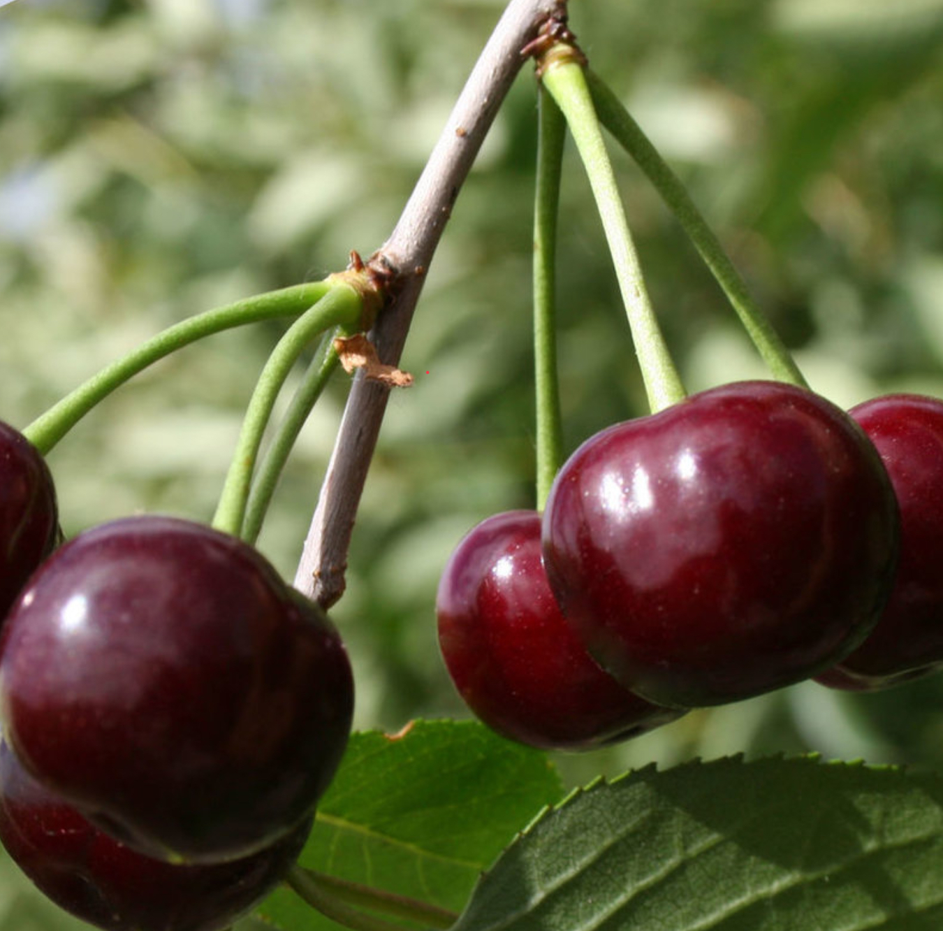 саженцы плодовых деревьев черешня