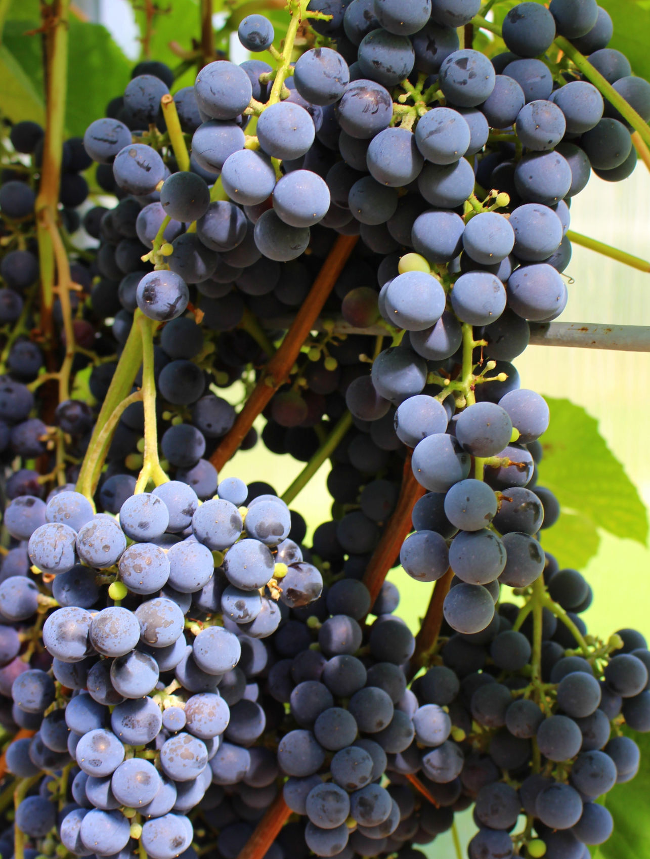 саженцы плодовых кустарников виноград