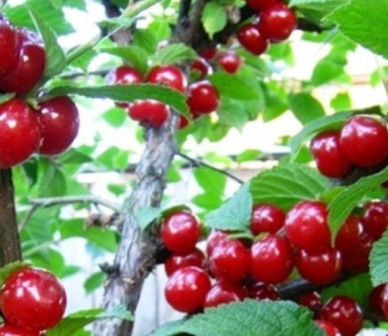 саженцы плодовых кустарников вишня войлочная