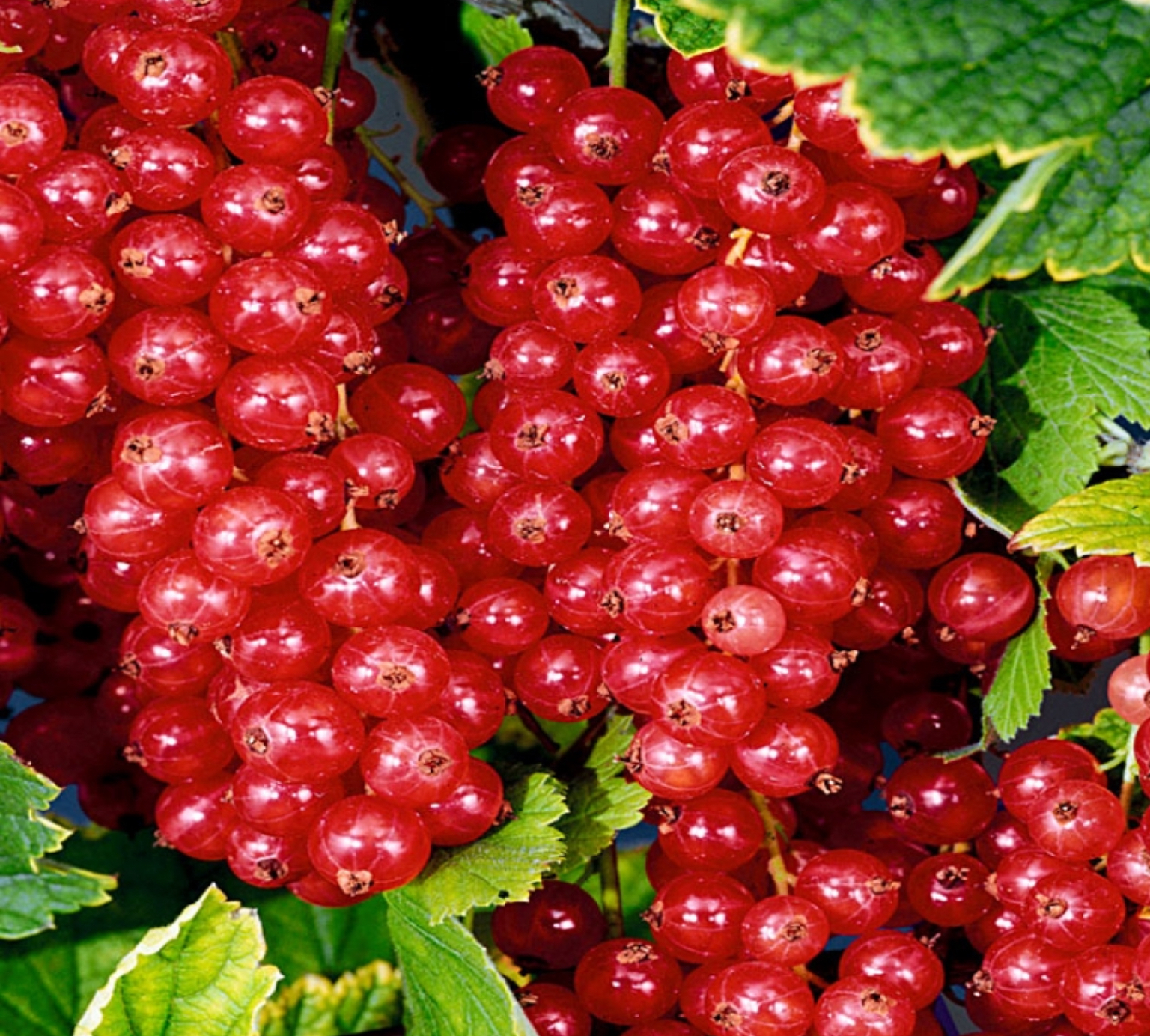 саженцы плодовых кустарников красная смородина