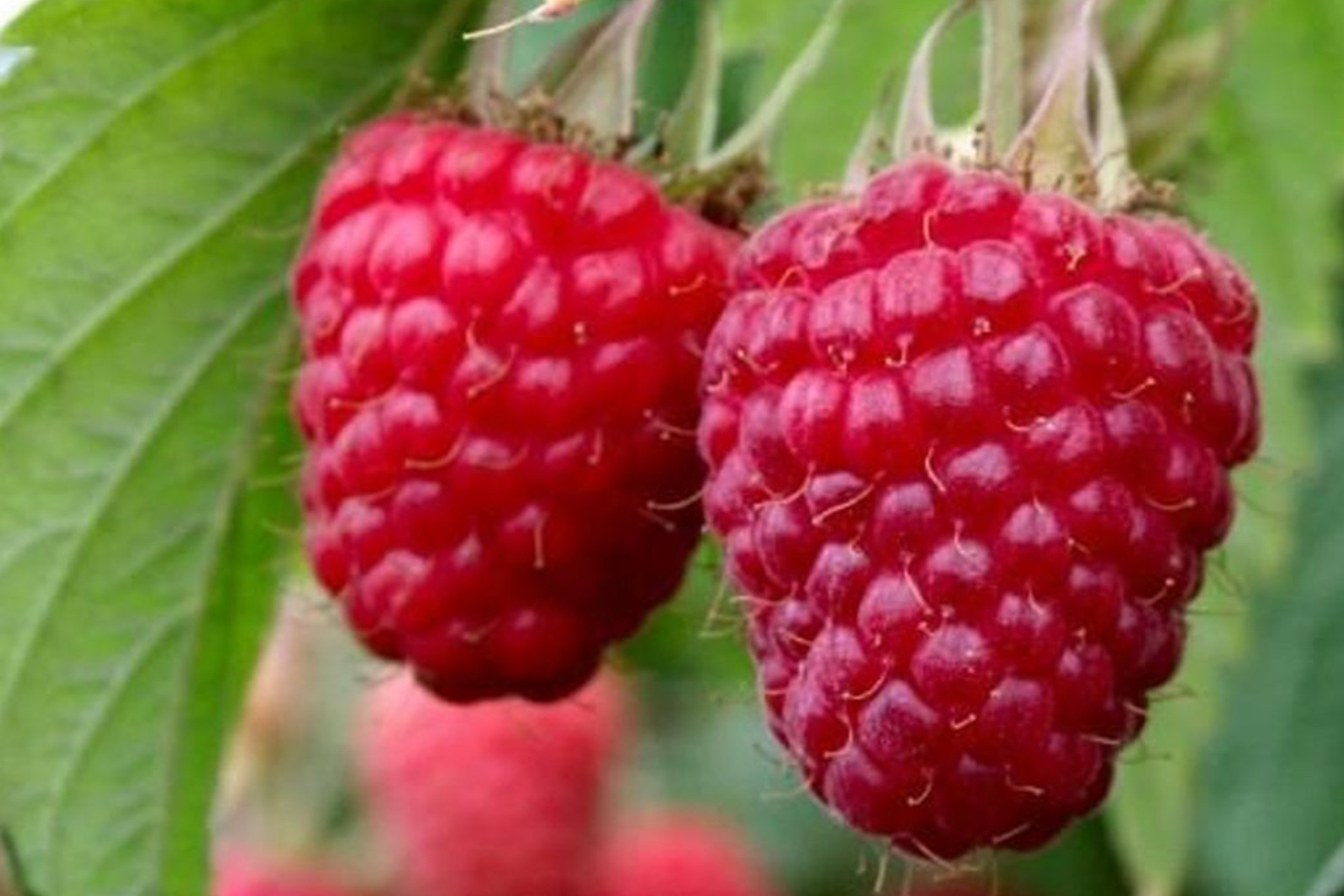 саженцы плодовых кустарников малина