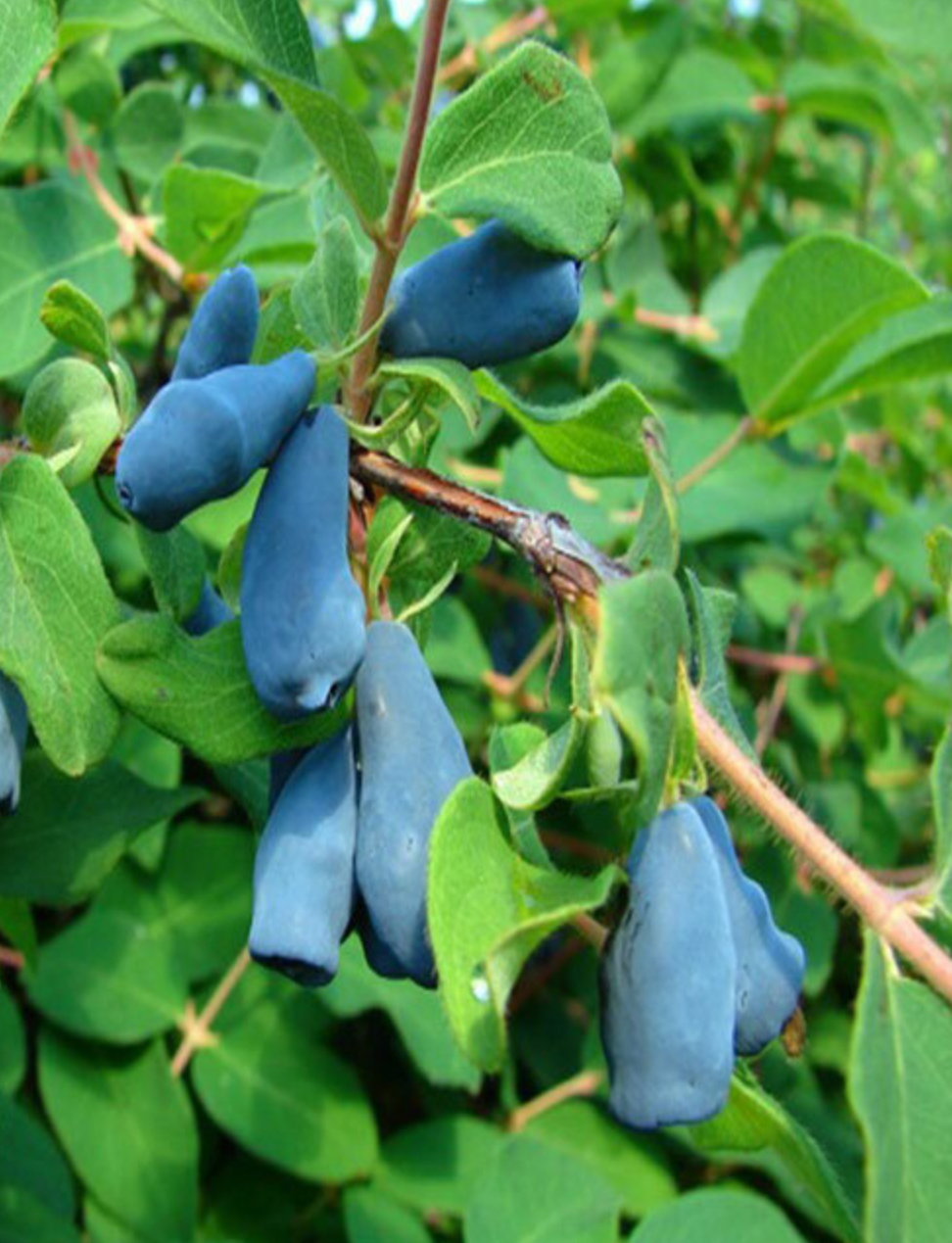 саженцы садовых кустарников жимолость