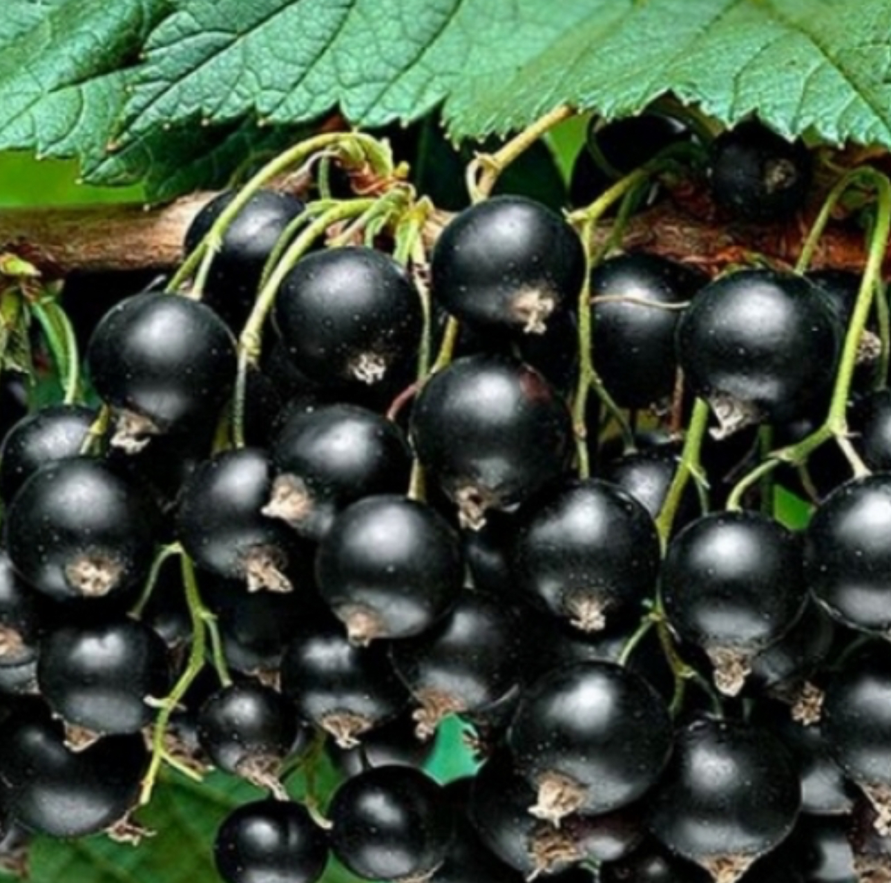 саженцы плодовых кустарников черная смородина