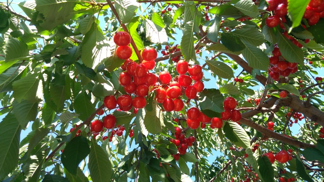 питомника садовых растений кольцово