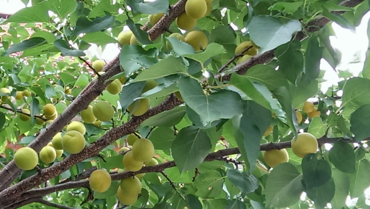 питомника садовых растений кольцово