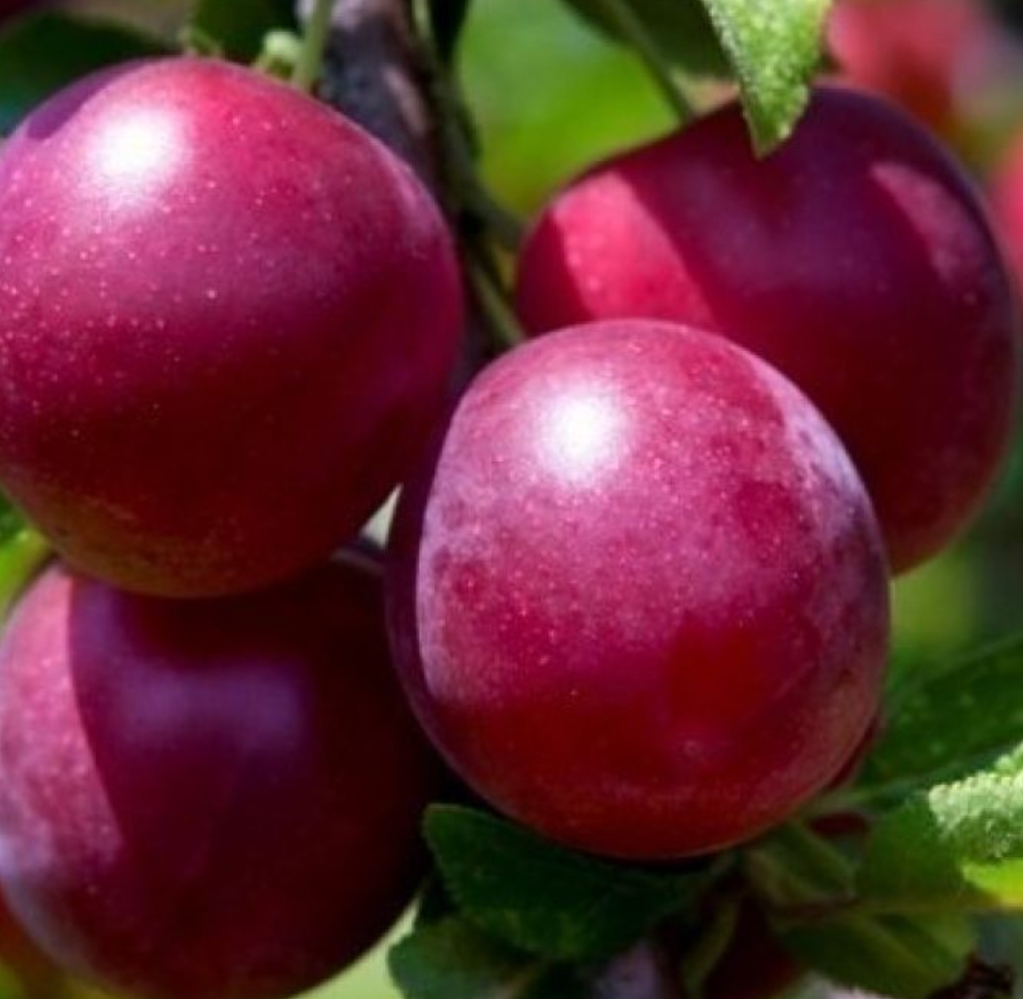 Купить саженцы алычи 7 лет сорт десертная