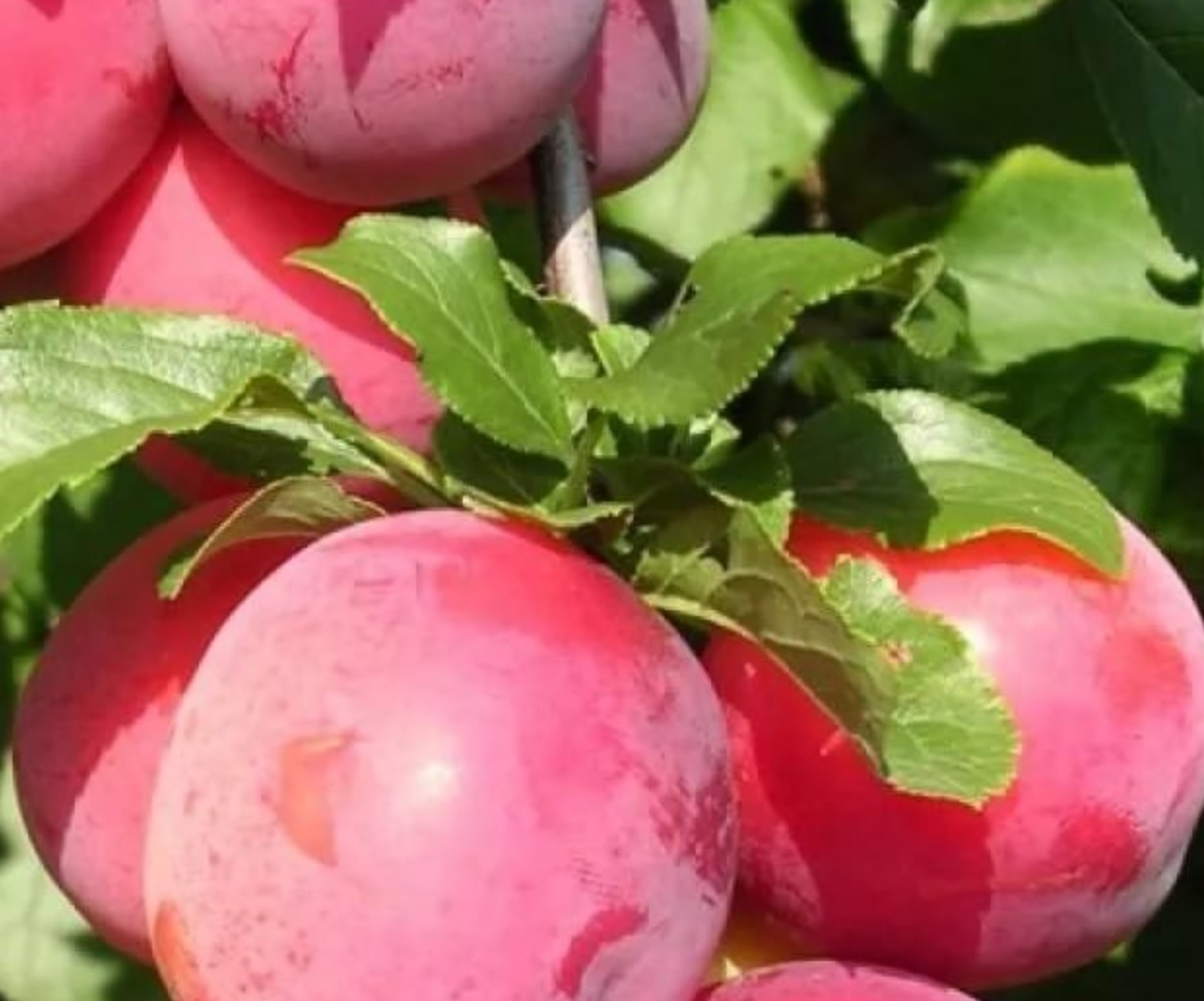 Купить саженцы алычи 7 лет сорт кубанская комета