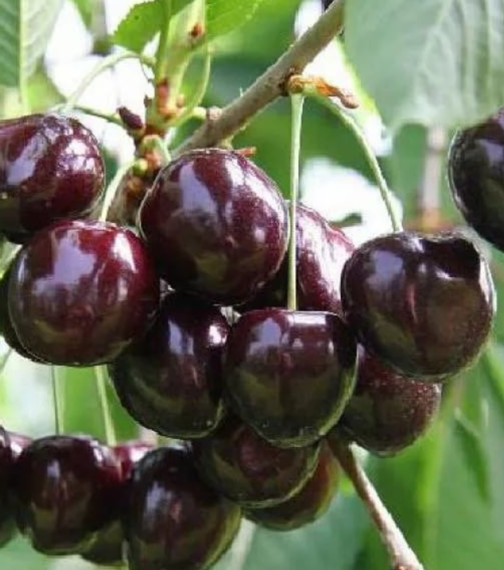 Купить саженцы вишни 12 лет