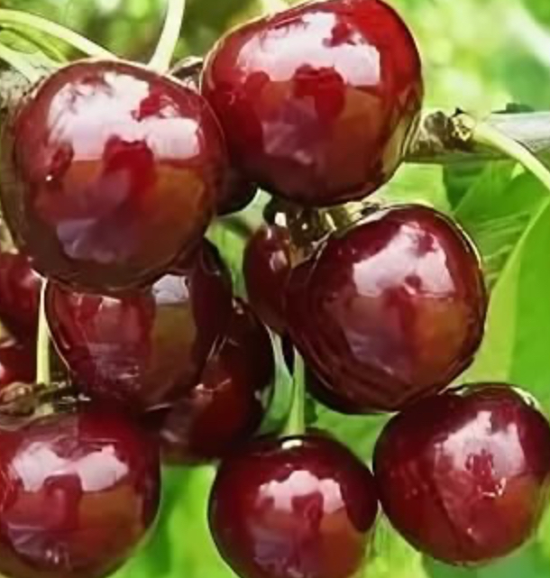 Купить саженцы вишни 12 лет