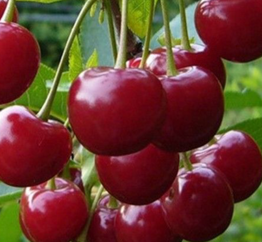 Купить саженцы вишни 12 лет