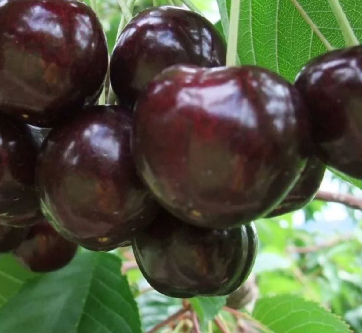 Купить саженцы вишни 12 лет