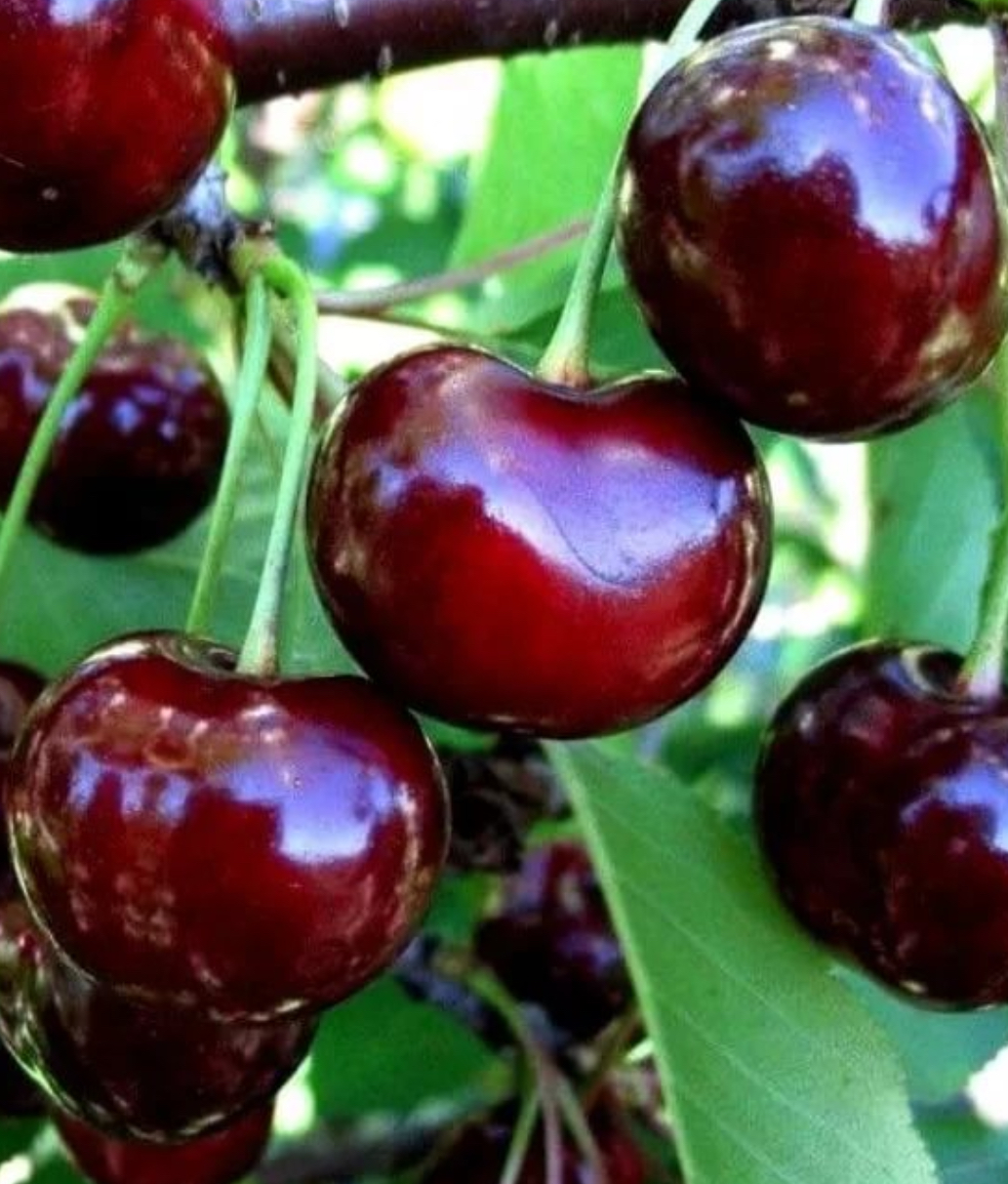 Купить саженцы вишни 12 лет