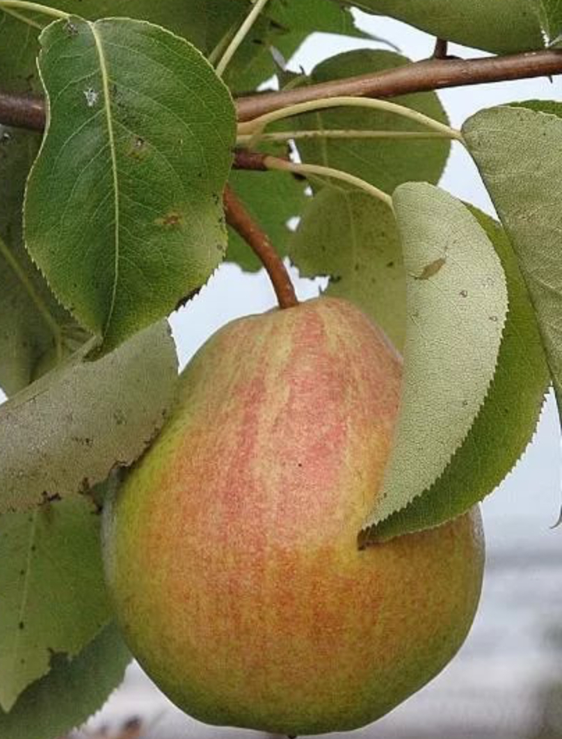 Купить саженцы груши 3 года сорт вильямс