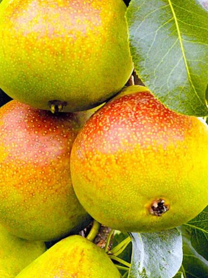 Купить саженцы груши 3 года сорт дюшес