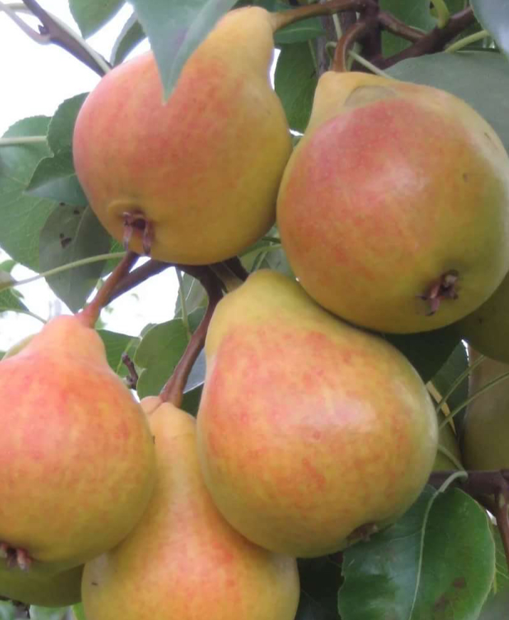 Купить саженцы груши 3 года сорт лада