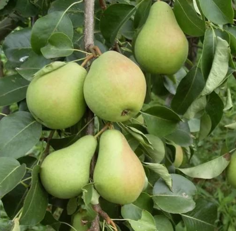 Купить саженцы груши 3 года сорт лесная красавица