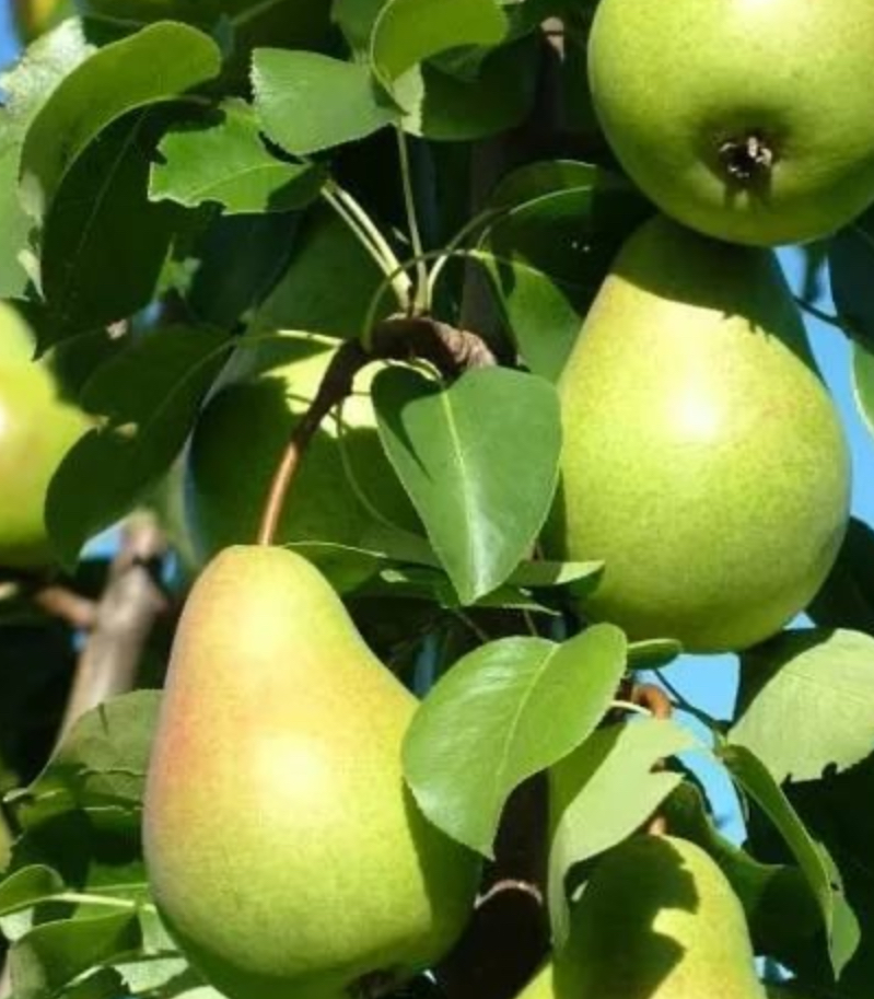 Купить саженцы груши 3 года сорт любимица яковлева