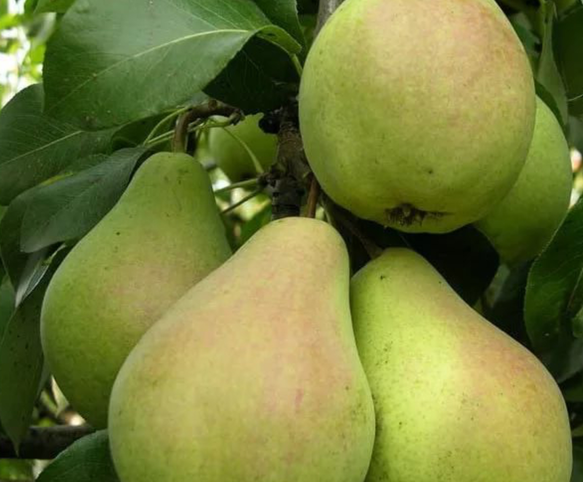 Купить саженцы груши 3 года сорт ноябрьская