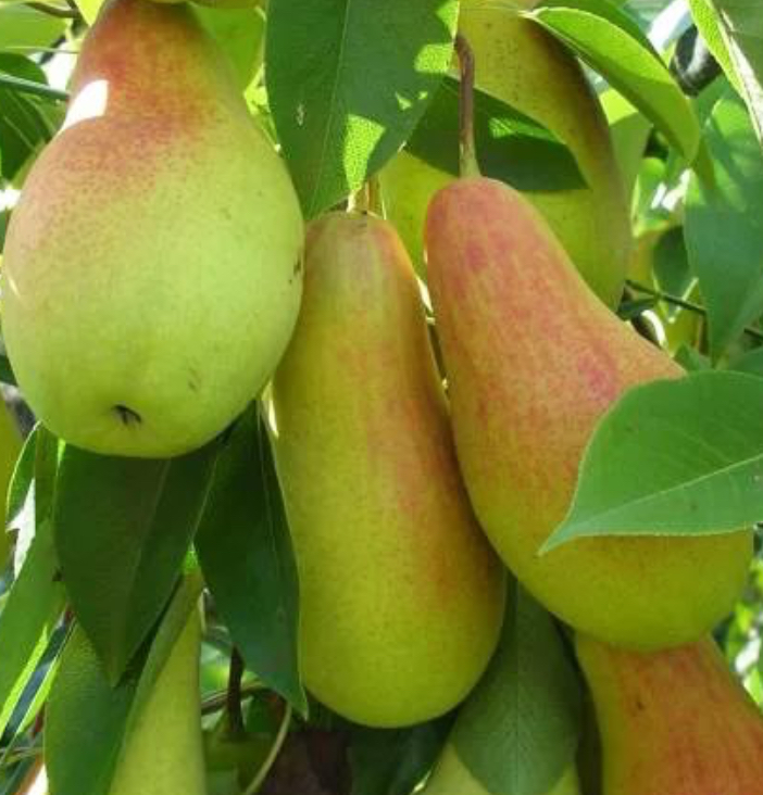 Купить саженцы груши 3 года сорт талгарская красавица