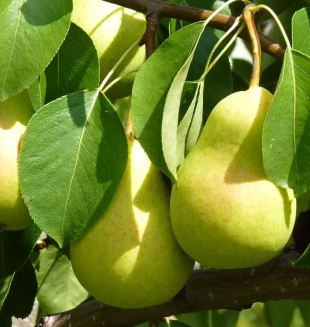 Купить саженцы груши сорт чижевская