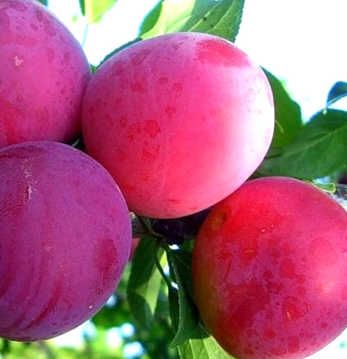 Купить саженцы сливы сорт аленушка