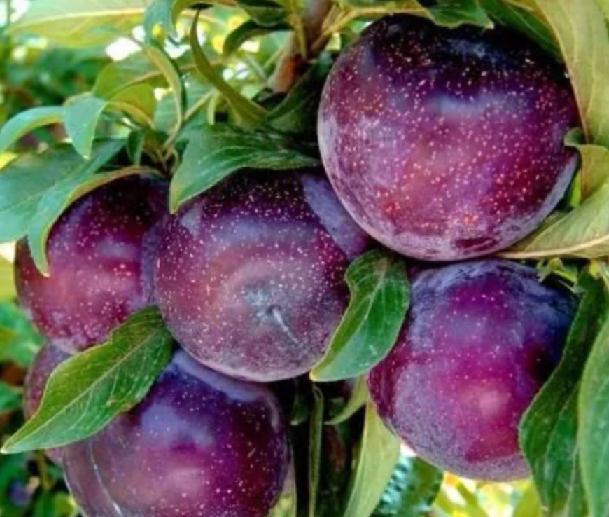 Купить саженцы сливы сорт анжелина