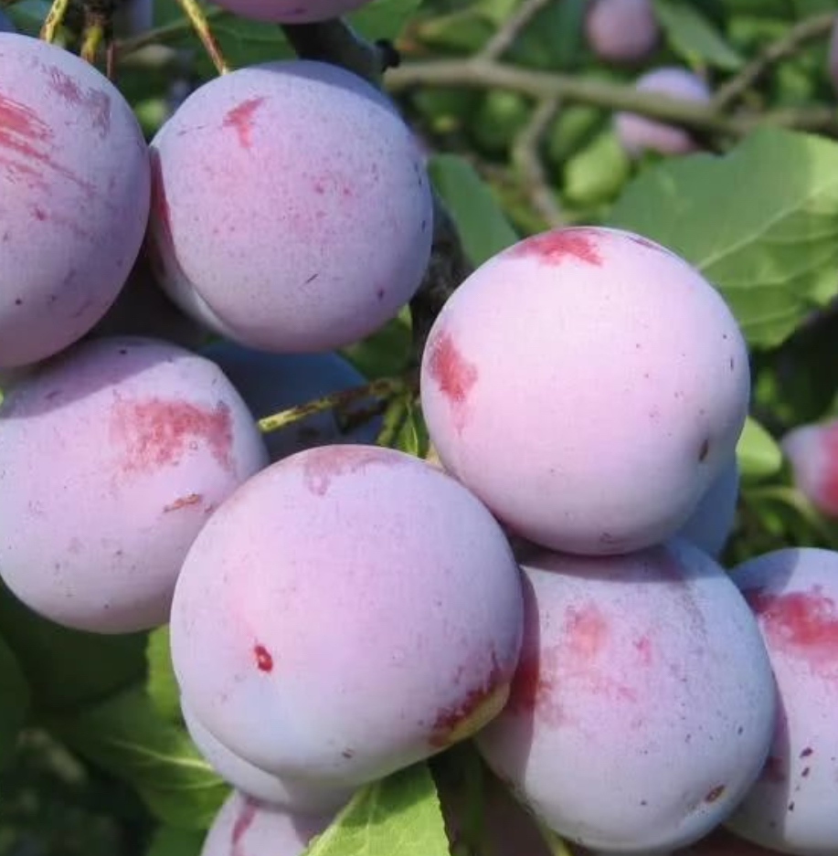 Купить саженцы сливы сорт анна шпет