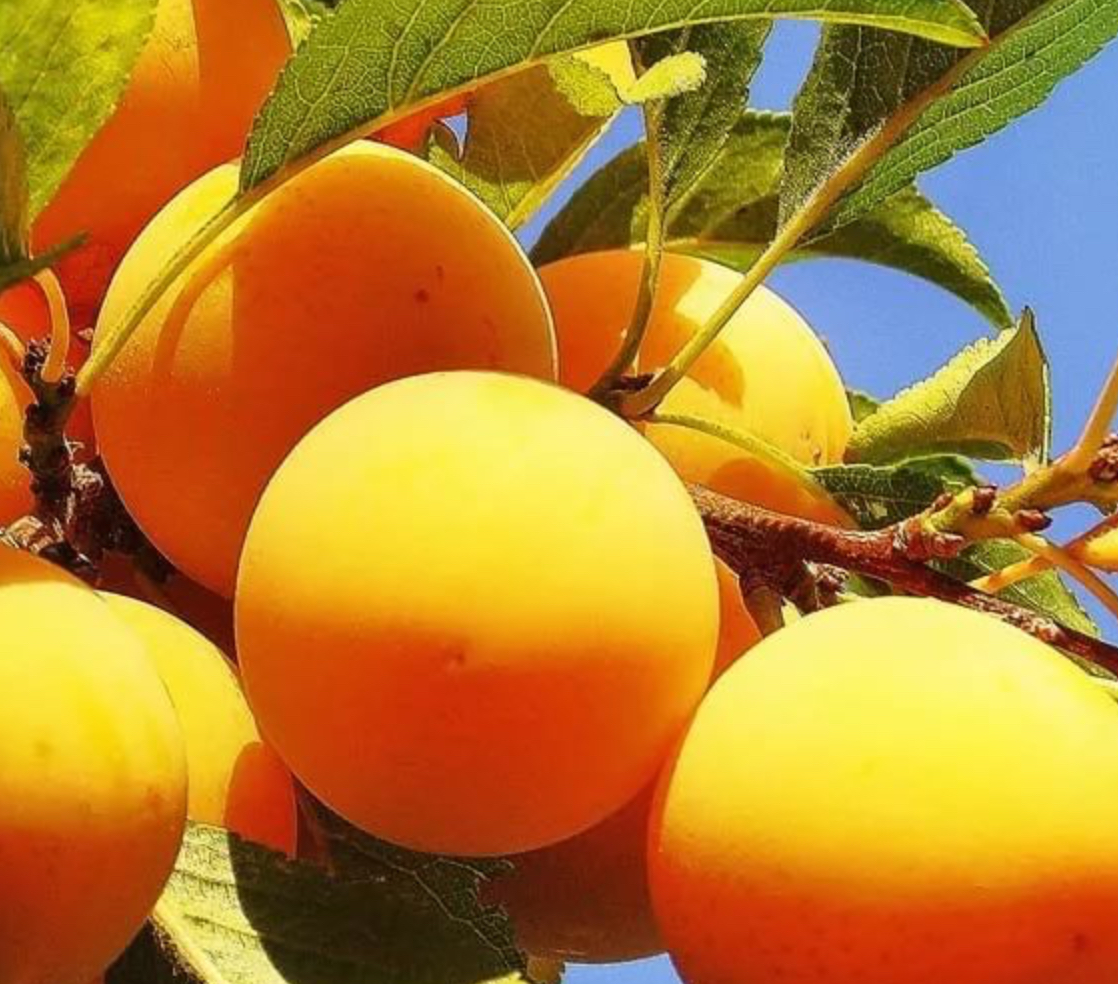 Купить саженцы сливы сорт белая медовая