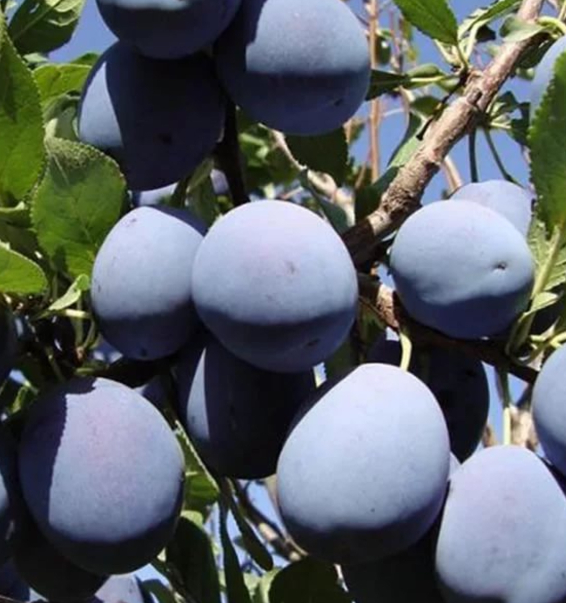 Купить саженцы сливы сорт богатырская