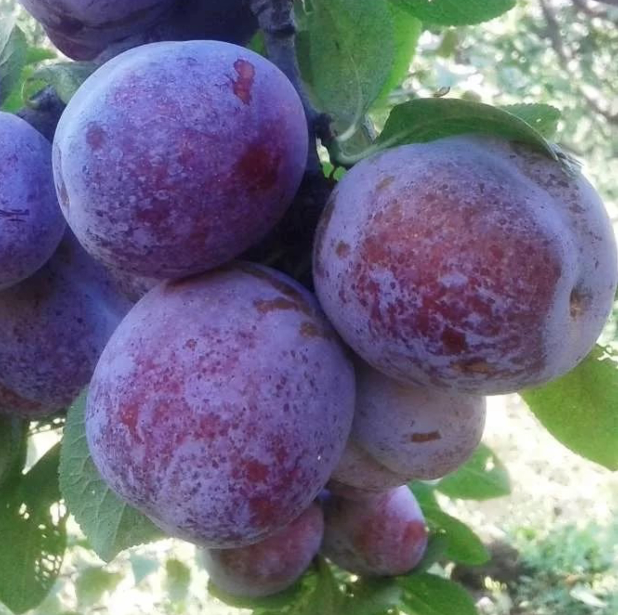 Купить саженцы сливы сорт кабардинская темная