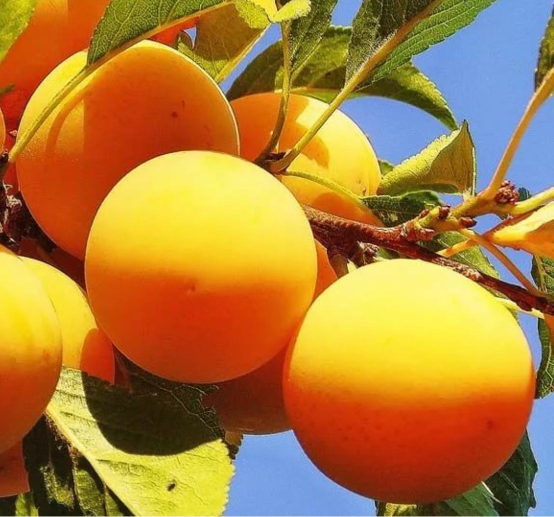 Купить саженцы сливы сорт медовая