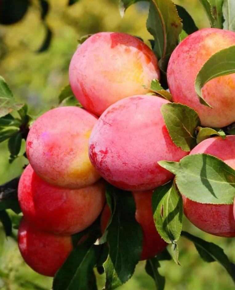 Купить саженцы сливы сорт персиковая