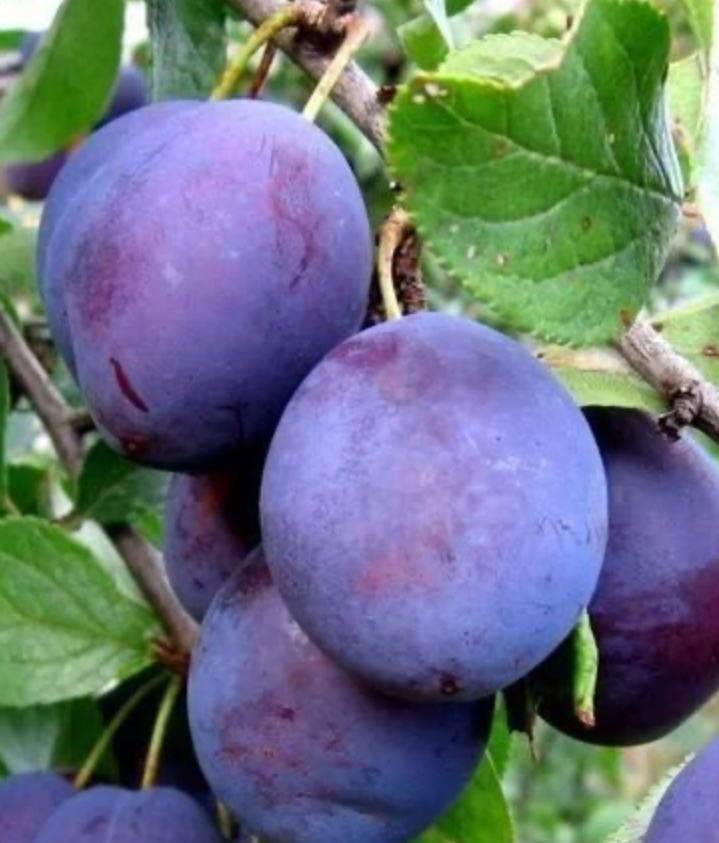 Купить саженцы сливы сорт тульская черная