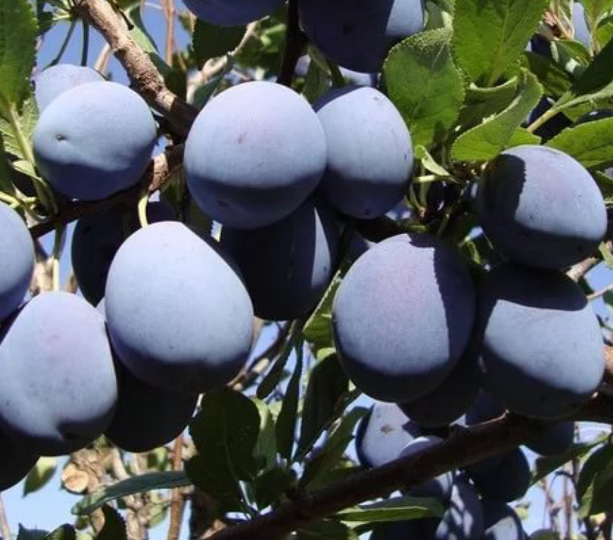 Купить саженцы сливы сорт чернослив