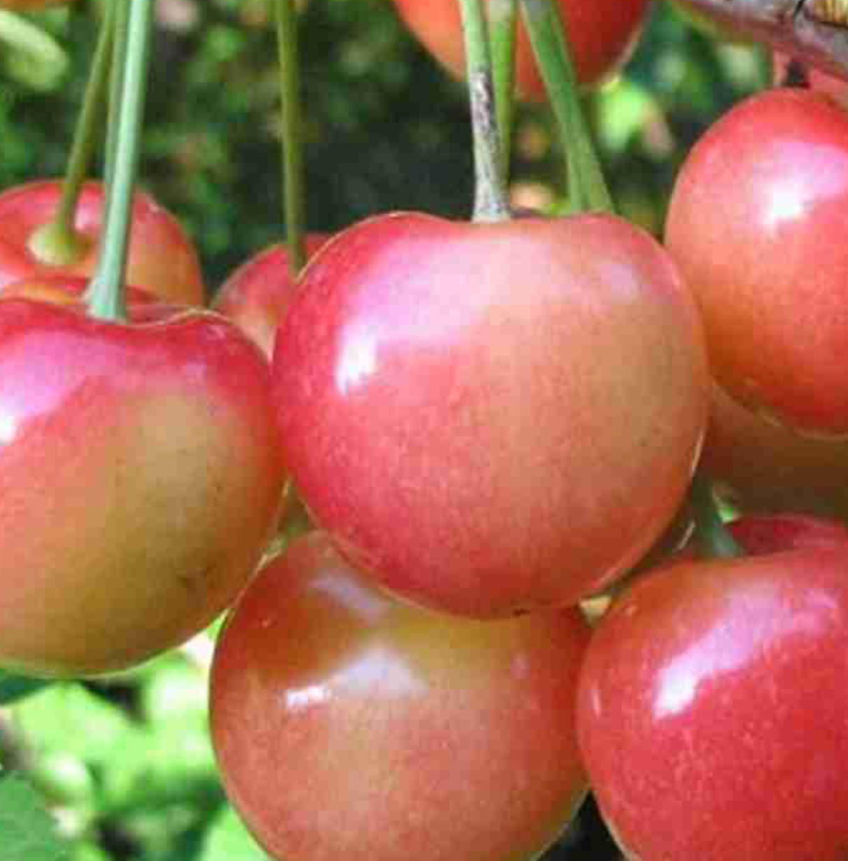 Купить саженцы черешни сорт аэлита