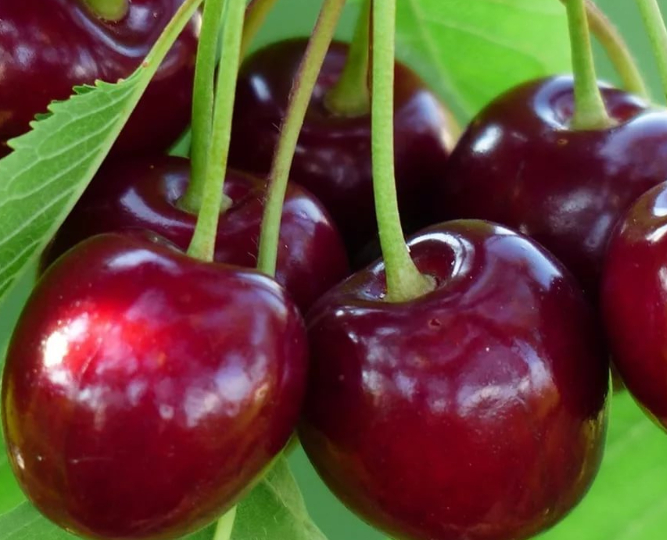 Купить саженцы черешни сорт бычье сердце