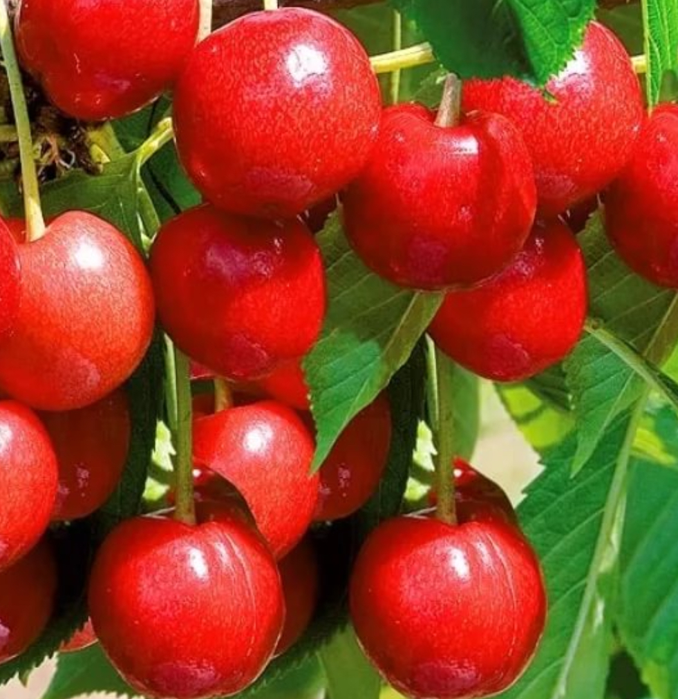 Купить саженцы черешни сорт брянская розовая