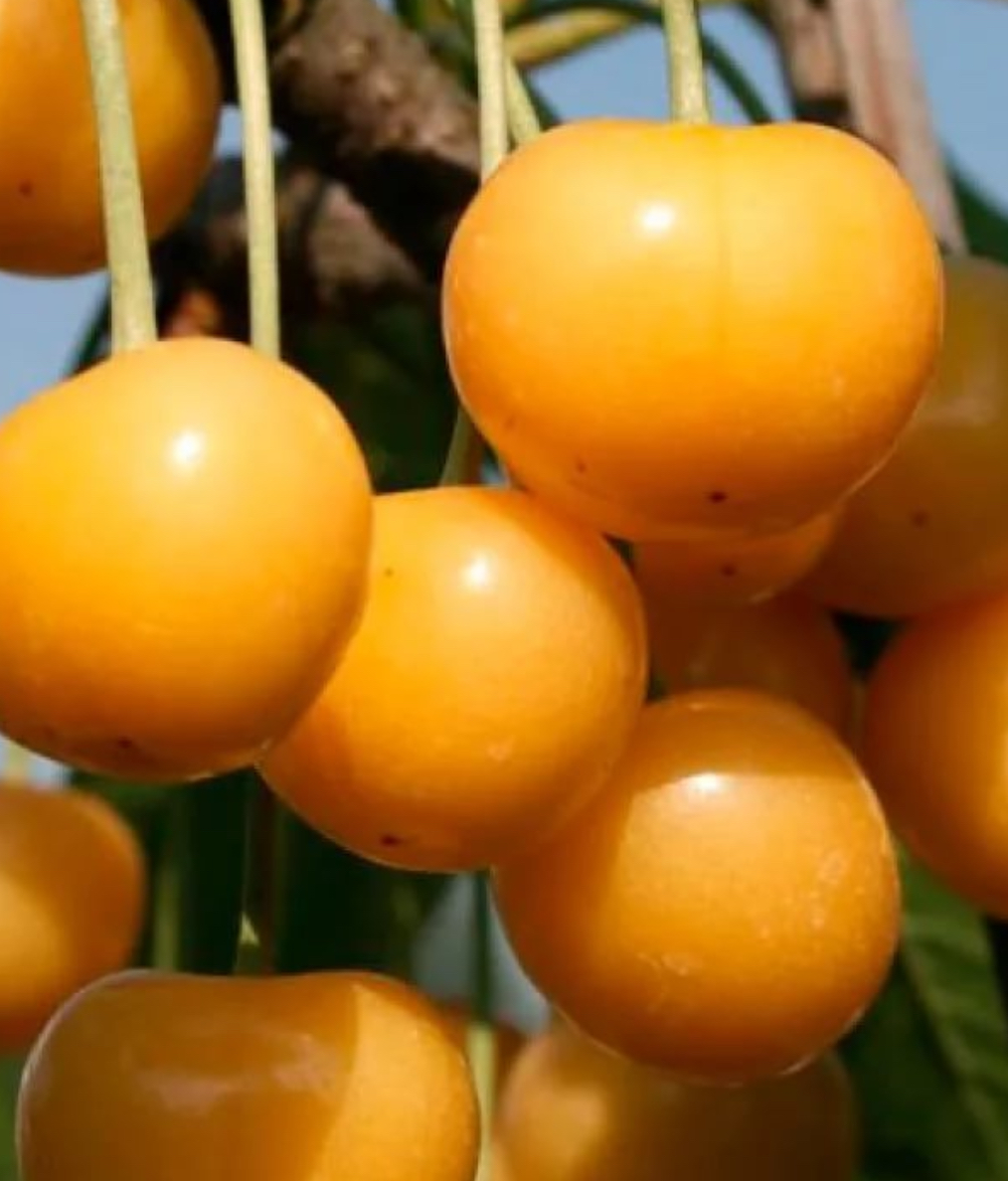 Купить саженцы черешни сорт дрогано желтая